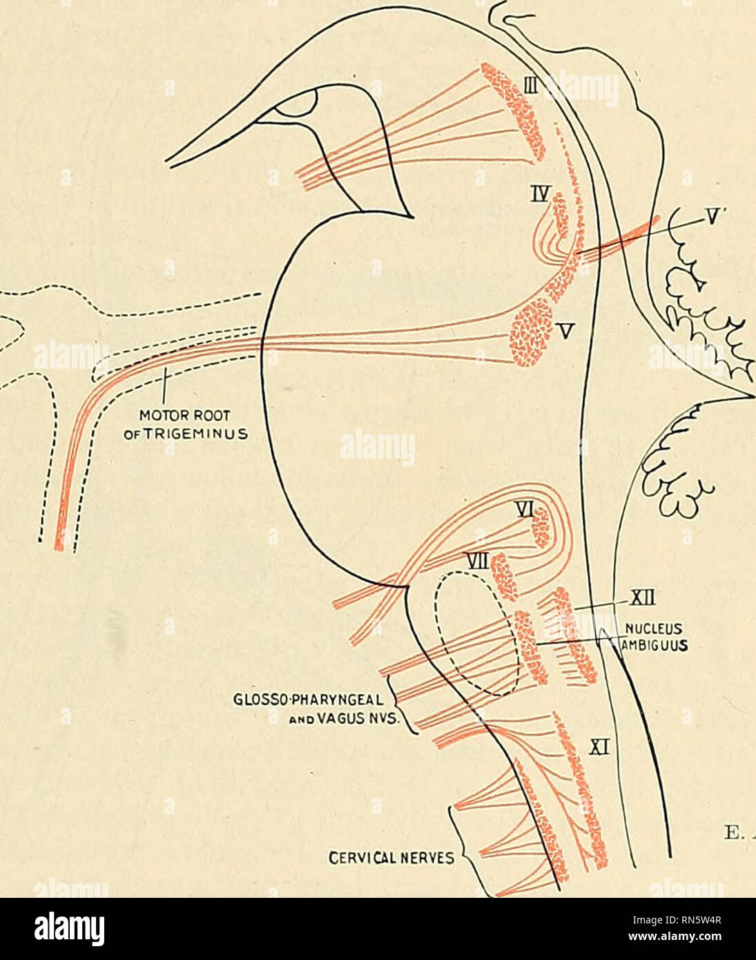. Anatomie, beschreibende und angewendet werden. Anatomie. Bereiche der Medulla oblongata 879 zwischen dem olivary und mediale Zubehör olivary Kerne, manchmal mesad des Letzteren, zwischen Pyramide und Olivenöl zu entstehen. Keiner der ribres decussate über der mittleren Linie, aber die Kerne werden durch commissural Fasern koordiniert. xxones aus cerebrocortical Zellen (ventrad Drittel der precentral gyre) im Zusammenhang mit den Zellen des Nucleus nervus hypoglossus beenden. Die Nucleus nervus hypoglossus ermöglicht der Unterteilung in Gruppen: (a) eine mediale und (6) eine seitliche Sub-Gruppe. Die seitlichen Gruppe innerviert die Palatoglossus und Stockfoto