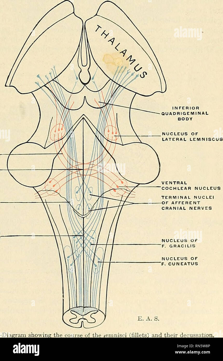 . Anatomie, beschreibende und angewendet werden. Anatomie. Abb. 638.- Querschnitt der Medulla oblongata Am decussation der Pyramiden. (Testut, nach Duval.) TRAPEZ'. Abb., 639.- Diagramm mit thi Der lemnisci (Filets) und deren decussation.. Bitte beachten Sie, dass diese Bilder sind von der gescannten Seite Bilder, die digital für die Lesbarkeit verbessert haben mögen - Färbung und Aussehen dieser Abbildungen können nicht perfekt dem Original ähneln. extrahiert. Grau, Henry, 1825-1861; Spitzka, Edward Anthony, 1876-1922. Philadelphia, New York, Lea&amp; Febiger Stockfoto