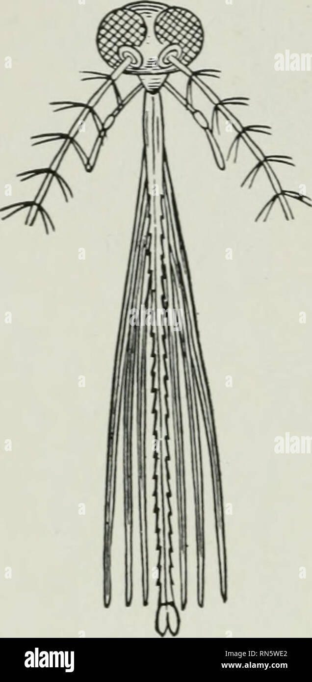 . Tier Aktivitäten: Ein erstes Buch in zoölogy. Zoologie; das Verhalten der Tiere. 84 TIER AKTIVITÄTEN. Paar Flügel, und sein Mund-Teile sind für Saugen montiert - ing. Der Mund der männlichen Mücke ist für Honig saugen aus Blumen angepasst und es führt ein mildes und friedliches Leben. Der weibliche Moskito, auf der anderen Seite, hat neben dem Rüssel für das saugen Blut, eine Reihe von scharfen Lanzen, mit dem Sie die Haut ihrer Opfer durchbohrt. Zum Zeitpunkt der Sie piercing spritzt auch einen irritierenden Flüssigkeit in die Reifenpanne (Abb. 77). Die Musik von der MOS-Quito ist auf zwei Arten hergestellt, zunächst durch die rasche Stockfoto