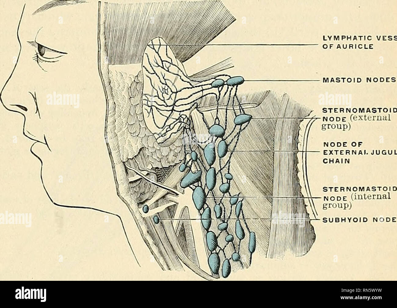 Anatomie, beschreibende und angewendet werden. Anatomie. Der LYMPHKNOTEN  VON KOPF UND GESICHT 779 Die submental oder suprahyoid Knoten (Abbn. 556  und 559) sind in der Regel zwei Knoten zwischen den vorderen