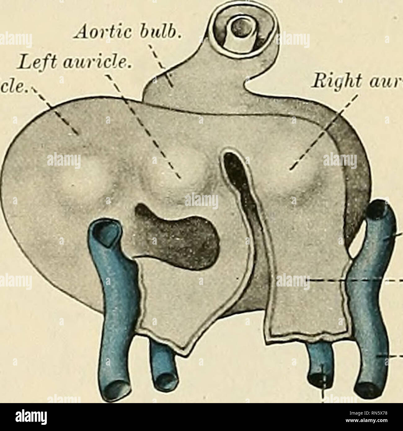 . Anatomie, beschreibende und angewendet werden. Anatomie. Abb. 536.- Herz übersicht Ausbau der Ohrmuscheln. (Gezeichnet von Edier-Ziegler Modell.) Sinus Coronarius (Abb. 494). Die vitelline und Umbilicales werden demnächst durch eine einzige Schiff ersetzt, die Vena cava inferior, und die drei Venen (Vena cava inferior und der rechten und linken Kanäle Cuvierian) öffnen Sie in der dorsalen Aspekt der Ohrmuschel, die durch einen gemeinsamen Schlitz - wie Aperture (Abb. 542). Der obere Teil dieses Aperture stellt die Eröffnung des Erwachsenen, Vena cava superior, der untere, der Vena cava inferior, und das Zwischenstück der Öffnung des Sinus Coronarius Stockfoto