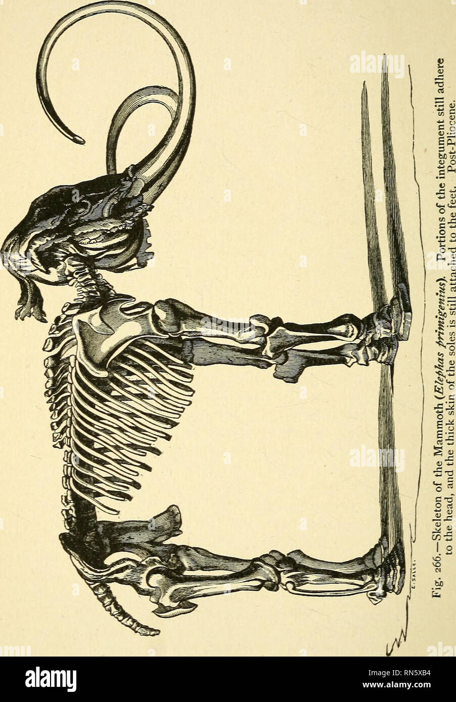 . Die alten Leben - Geschichte der Erde; einen umfassenden Überblick über die Grundsätze und die Fakten der paläontologischen Wissenschaft. Paläontologie. 358 historische Paläontologie. Haar mehr als einen Fuß in der Länge. Die Zähne der Mammoth (Abb. 267) sind von der Art der Arbeiten, die von der bestehenden indischen Ele-phant und sind in großen Zahlen in bestimmten Gemeinden gefunden. Das Mammut war im Wesentlichen Nord in seiner Verteilung, nie vorbei südlich einer Linie gezeichnet durch die Pyrenäen, die Alpen, die nördlichen Ufer des Kaspischen, Baikalsee, kam. Bitte beachten Sie, dass diese Bilder aus gescannten pa extrahiert werden Stockfoto