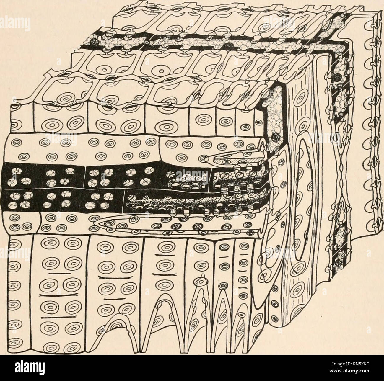 . Die Anatomie der Gehölze. Botanik - Anatomie. Anatomische STRUKTUR UND KLIMATISCHEN EVOLUTION 425 keine Beweise gegen seine Gültigkeit. Die gymnosperms des Paläozoikum hatte gerade begonnen Jahresringe gegen Ende der Epoche zu entwickeln, und das Phänomen der tangentialen Lochfraß noch nicht sein Aussehen. Wie oben dargestellt wurde, ist diese Funktion nicht markiert werden, bis die Mesozoischen weit fortgeschritten war. Abb. 294,- Details der Organisation des Holz in Picea canadensis Die Situation in gymnospermous Woods hat jedoch nicht mit dem Aussehen der tangentialen Lochfraß an der e Stockfoto