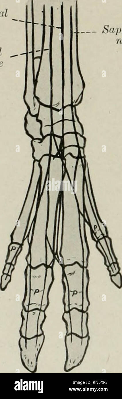 . Die Anatomie der Haustiere. Veterinär Anatomie. 846 THK NERVENSYSTEM DES SCHWEINS der Plexus brachialis ist von der gleichen Nerven wie in der ox abgeleitet, sondern die Wurzel von der Sechsten zervikalen eingerichtet ist relativ kleiner. Der Plexus besteht aus zwei Teilen, von denen der obere entsteht über dem scalenus, die unteren zwischen den beiden Teilen des Muskels. Die wichtigsten Unterschiede in der Nerven, die aus dem Plexus aus der Anordnung im Ox treten im distalen Teil der Extremität. Die kutane Zweig der Radialnerv unterteilt in Höhe des Karpal in Branchen, die mit der Dorsa Stockfoto