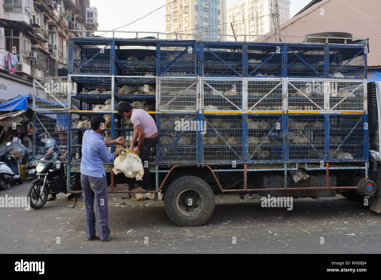 Lebende Hühner gebunden, indem Er ihre Füße und hängen im Bündel zu einem Fleischmarkt in Bhendi Bazar, Mumbai, Indien delibered Stockfoto