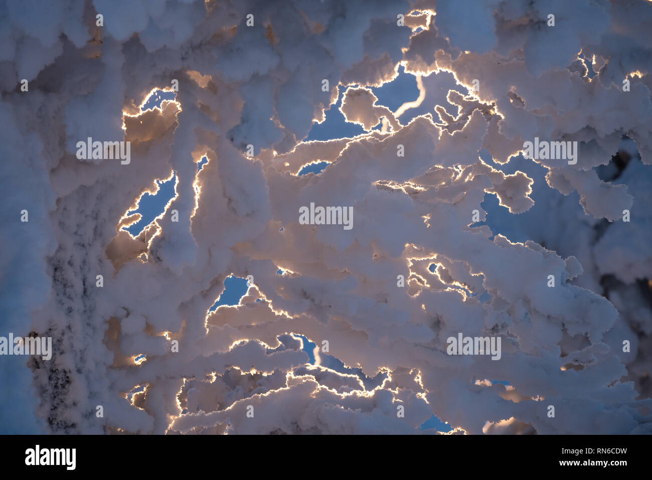 Detail der schneebedeckten Bäumen Stockfoto