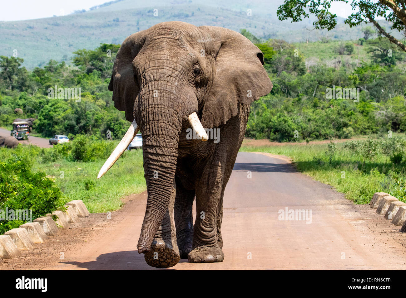 Ein großer Elefant Spaziergänge auf der asphaltierten Straße von einem Park in Südafrika Stockfoto