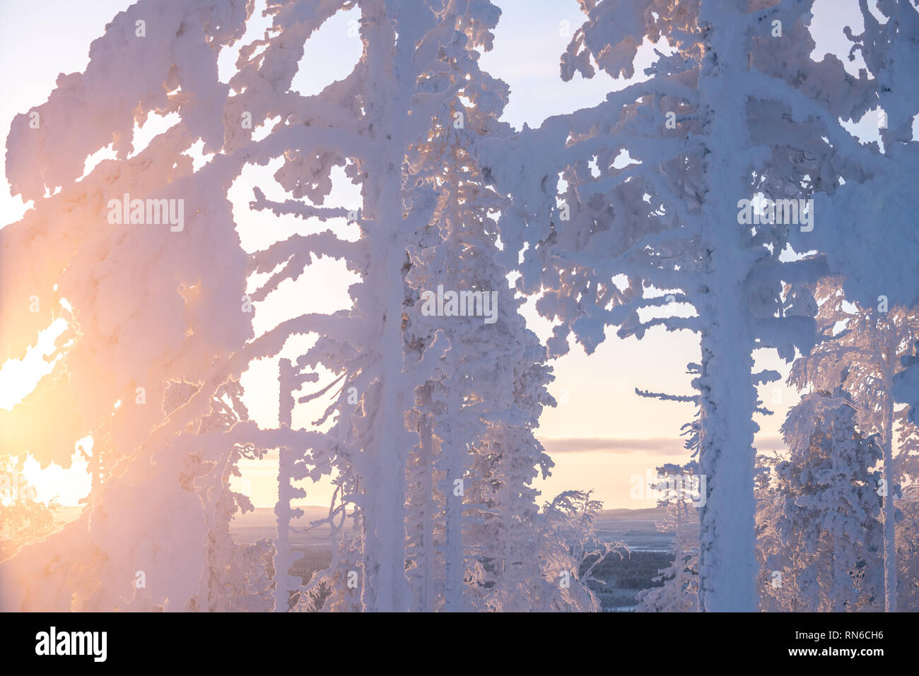 Frost und Schnee bedeckt Bäume in der Taiga aka borealen Wald im Winter gegen Golden Sun in Finnland Stockfoto