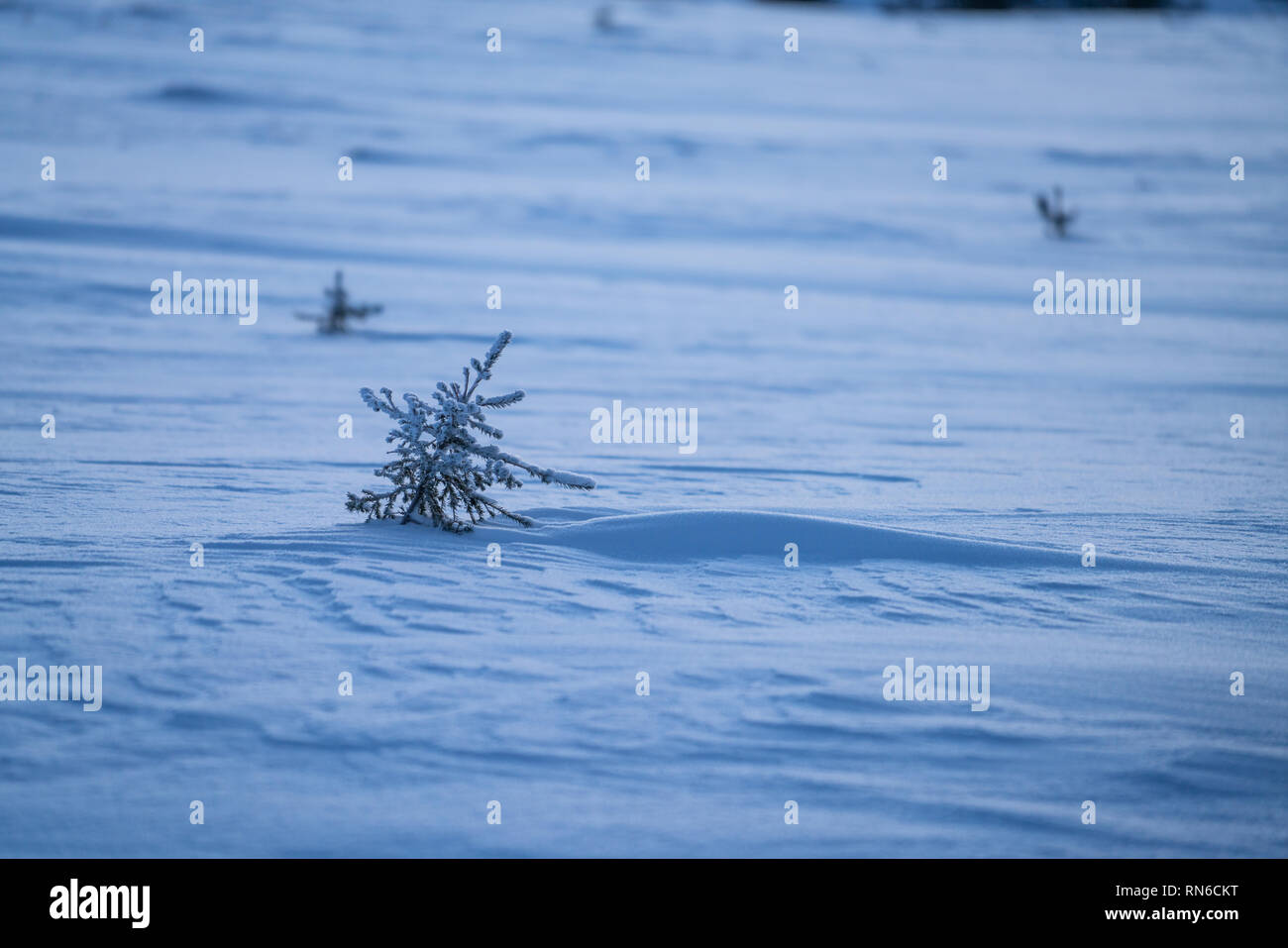 Bäumchen Bäumchen und Schnee Detail im Winter mit Kopie Raum Fichte. Für die Nutzung Stockfoto