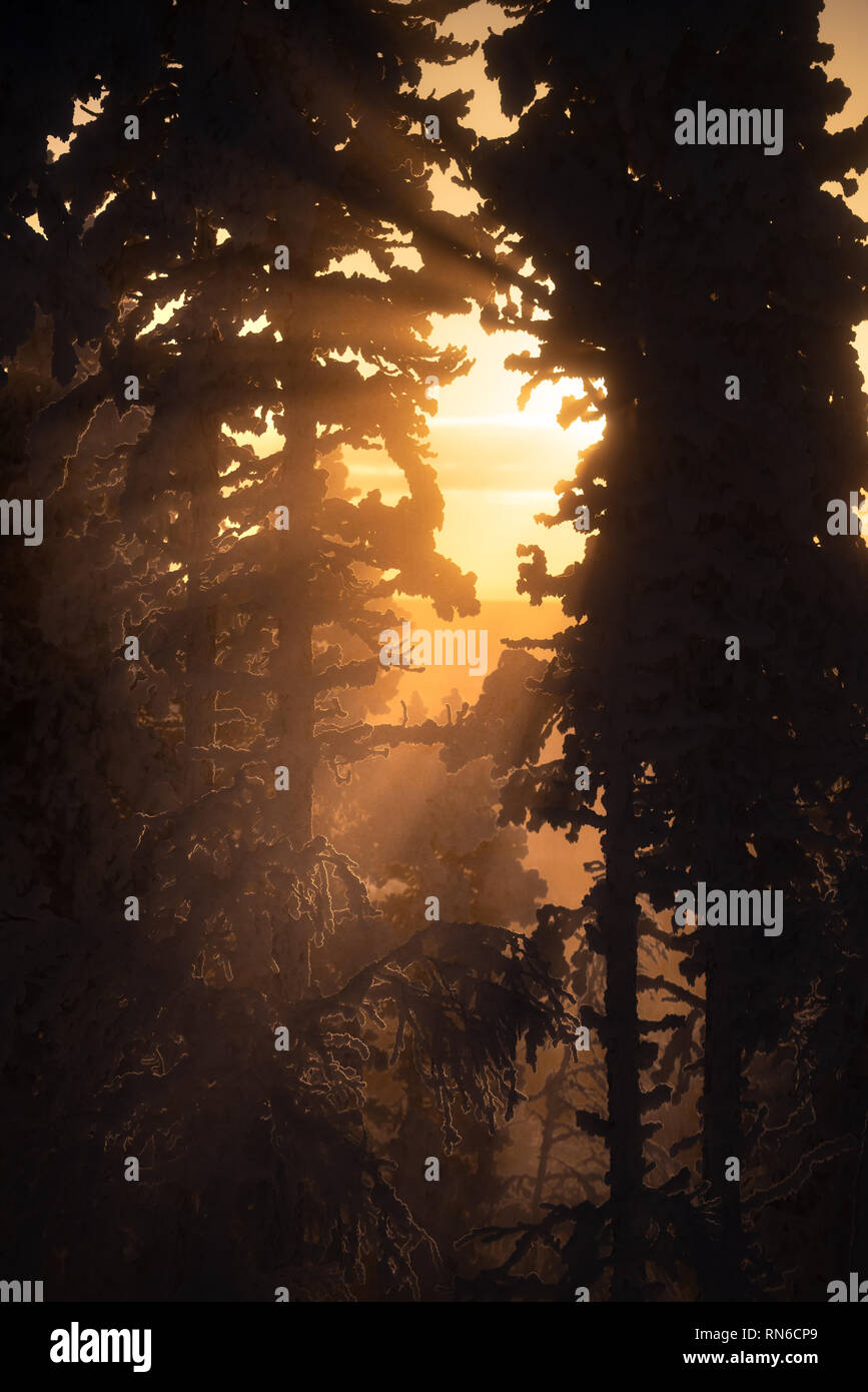 Silhouette von Frost und Schnee bedeckt Bäume in der Taiga aka borealen Wald im Winter gegen Golden Sunset mit Sonnenstrahlen durch Nebel im Skiort Levi in Stockfoto