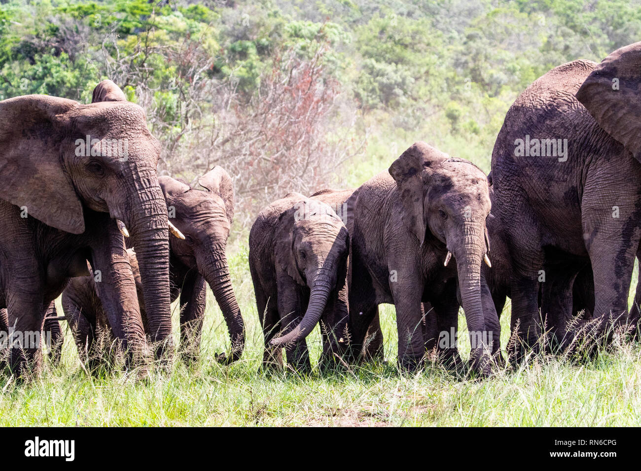 Bild einer Gruppe von Elefanten, zu Fuß in den afrikanischen Busch, die Kleinen in der Mitte der Gruppe sind Stockfoto
