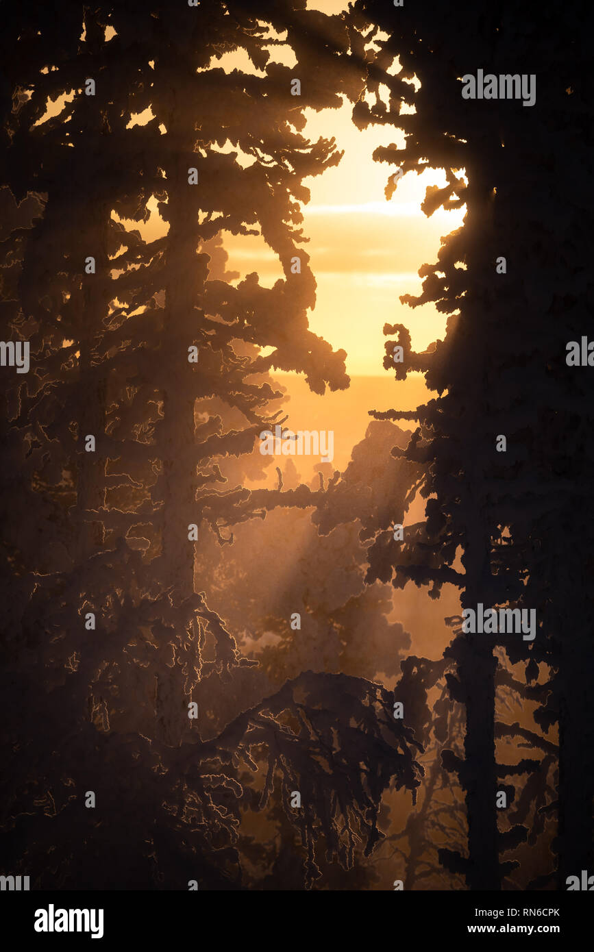 Silhouette von Frost und Schnee bedeckt Bäume in der Taiga aka borealen Wald im Winter gegen Golden Sunset mit Sonnenstrahlen durch Nebel im Skiort Levi in Stockfoto