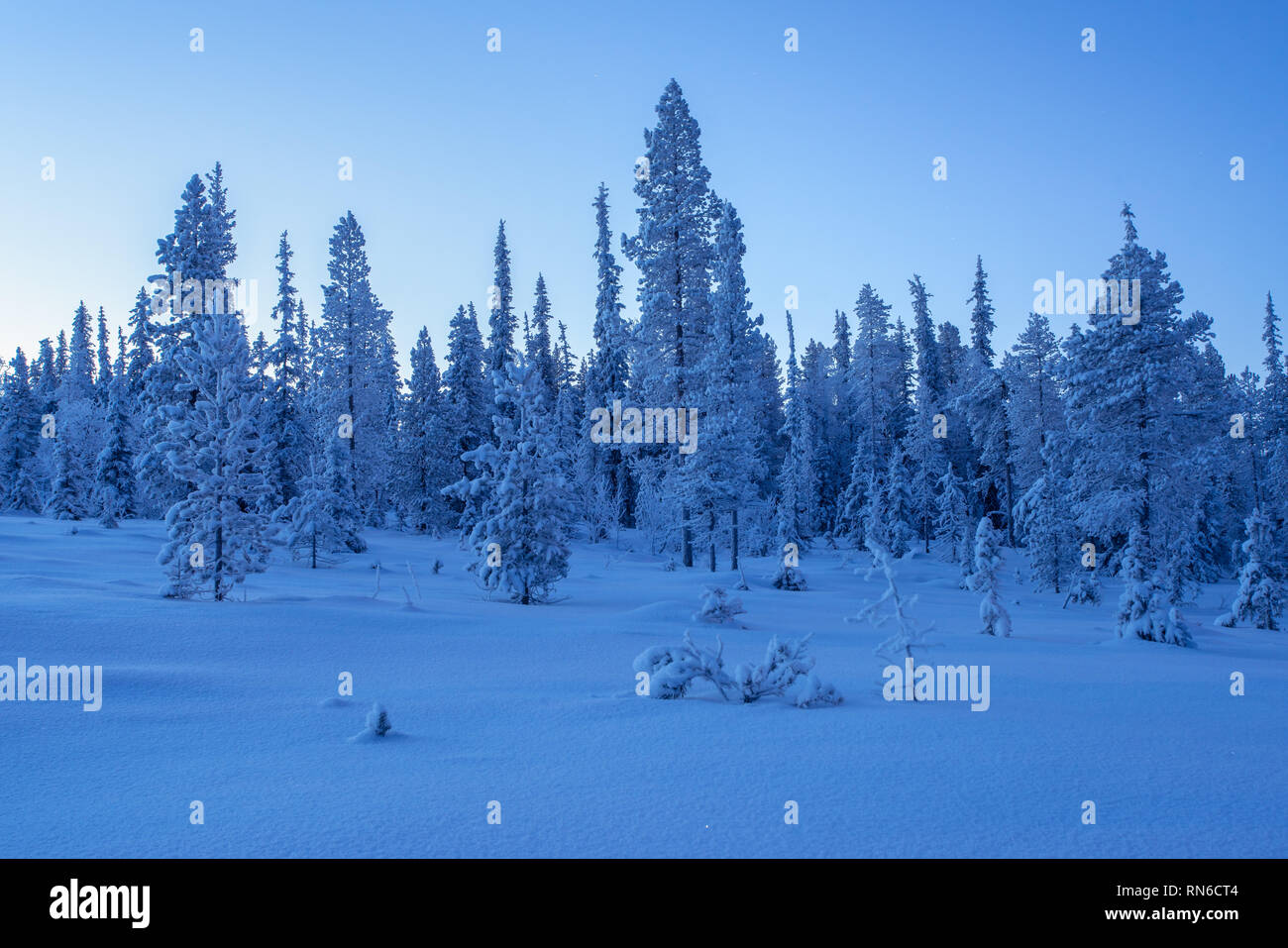 Schneebedeckte Fichten am Morgen blaue Stunde Stockfoto