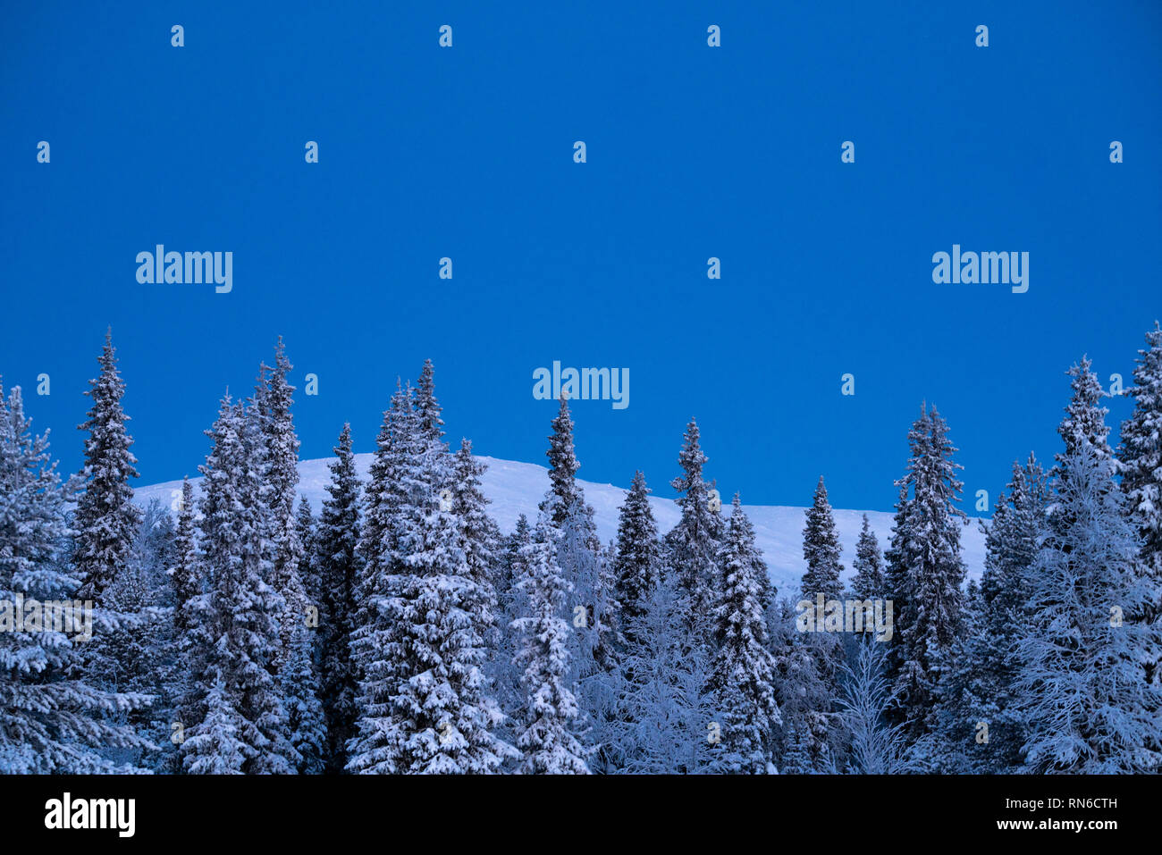 Verschneite Bäume und fiel im Hintergrund an der blauen Stunde Stockfoto