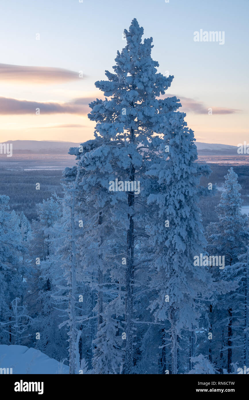 Verschneite Bäume mit Sonnenuntergang Landschaft im Skiort Levi in Kittilä, Finnland. Vertikale Ansicht. Stockfoto