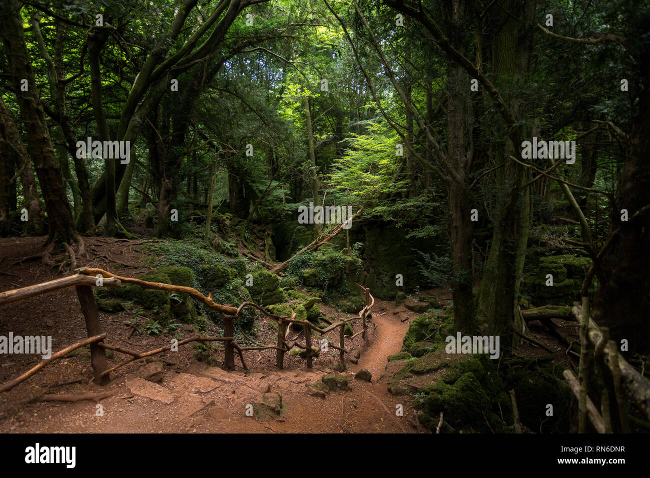 Eine grundlegende Schmutz weg führt tief in den dunklen Wald, Puzzlewood Coleford, England. Stockfoto