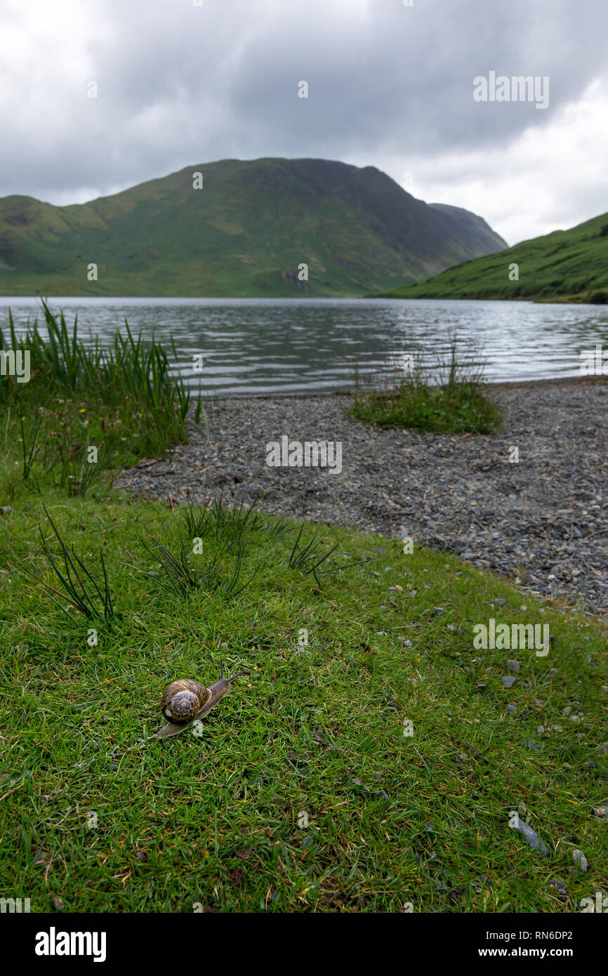 Ein einsamer single Schnecke slims über frisches Gras am Ufer eines Sees mit steilen Hügeln im Hintergrund. Stockfoto