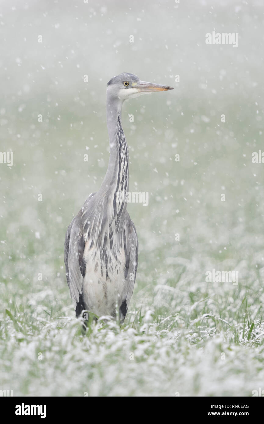 Graureiher/Graureiher (Ardea cinerea) im Winter, steht in einem schneebedeckten Feld von Winterweizen, leichter Schneefall, Vorderansicht, Wildlife, Europa. Stockfoto