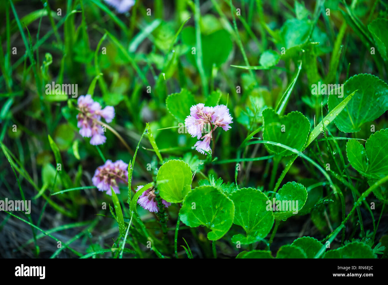 Alpine Pflanzen mit hell-lila schöne Blumen. Tsugaike, Hakuba, Nagano, Japan Stockfoto