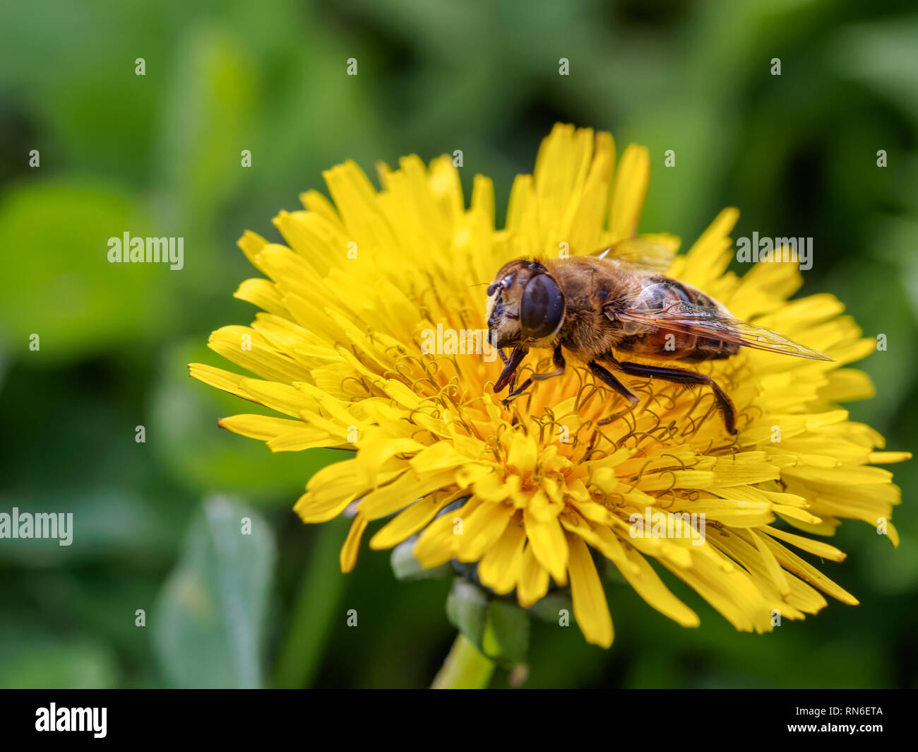 Eristalis Tenax Stockfoto