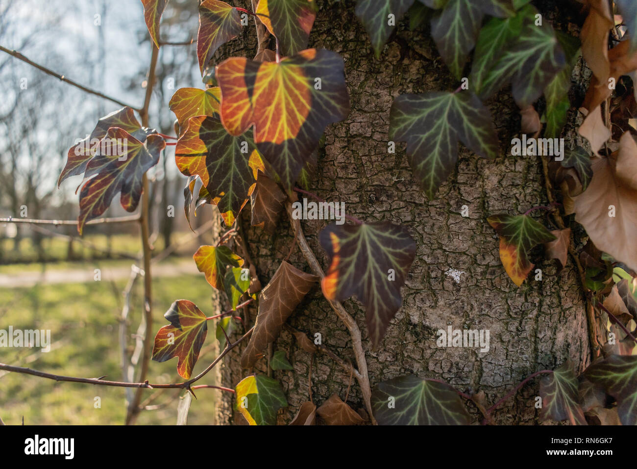 Nahaufnahme der wunderschönen goldenen Stunde Ranken und Blätter wachsen auf einem städtischen Park Baum Stockfoto