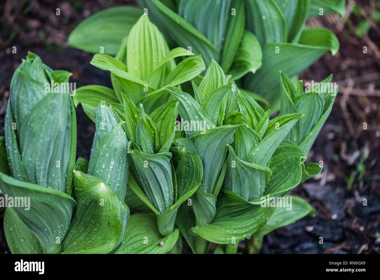 Jungen asiatischen Skunk - Lysichiton camtschatcensis (Kohl) an Tsugaike, Hakuba, Nagano, Japan. Anfang Sommer Freuden. Stockfoto