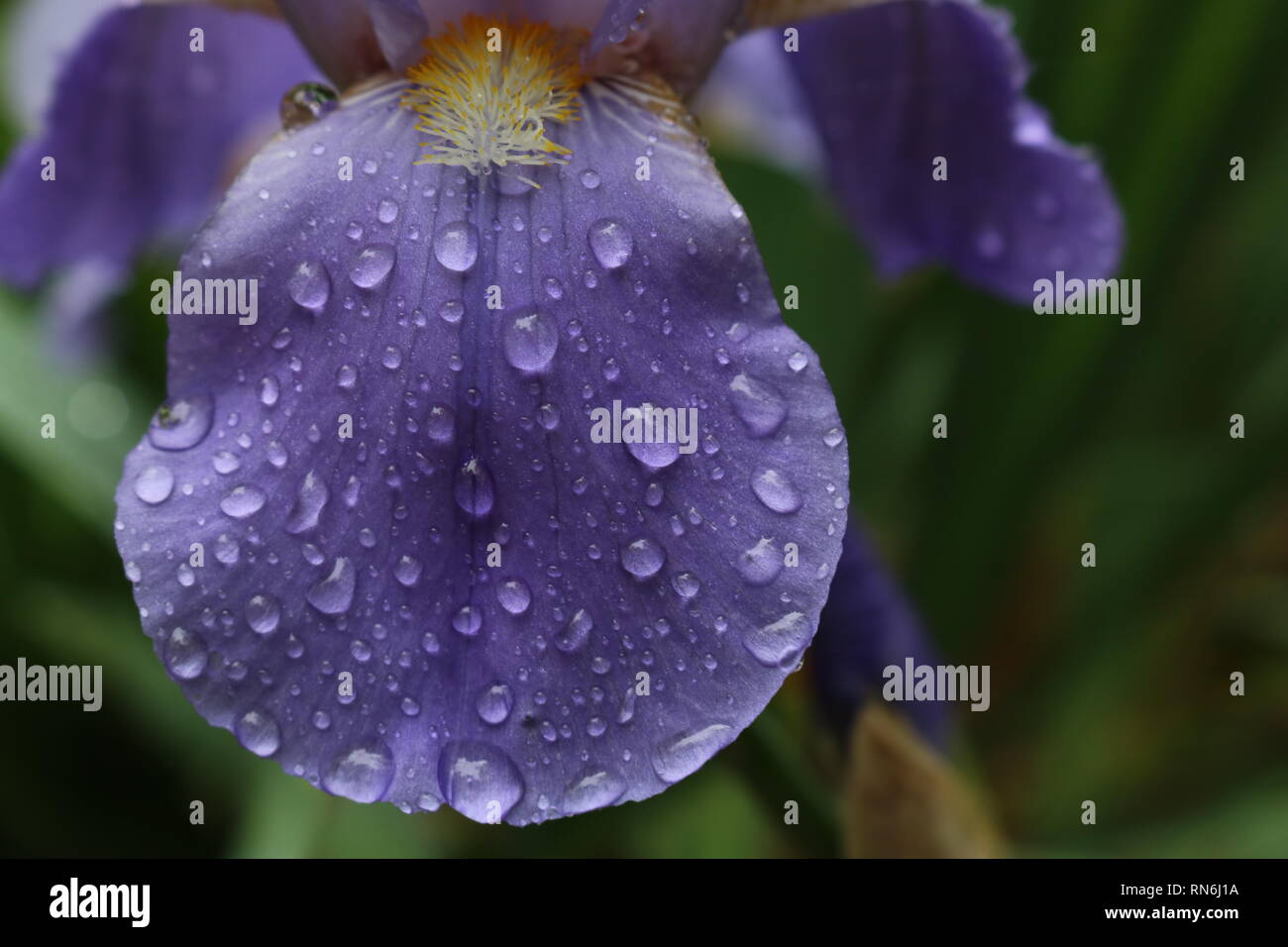 Lila Blüten nach einem Regen Stockfoto