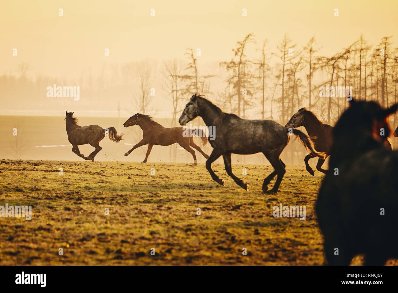 Herde von Pferden auf dem Feld gegen die Landschaft bei Golden Sunset, Tschechische Republik Stockfoto