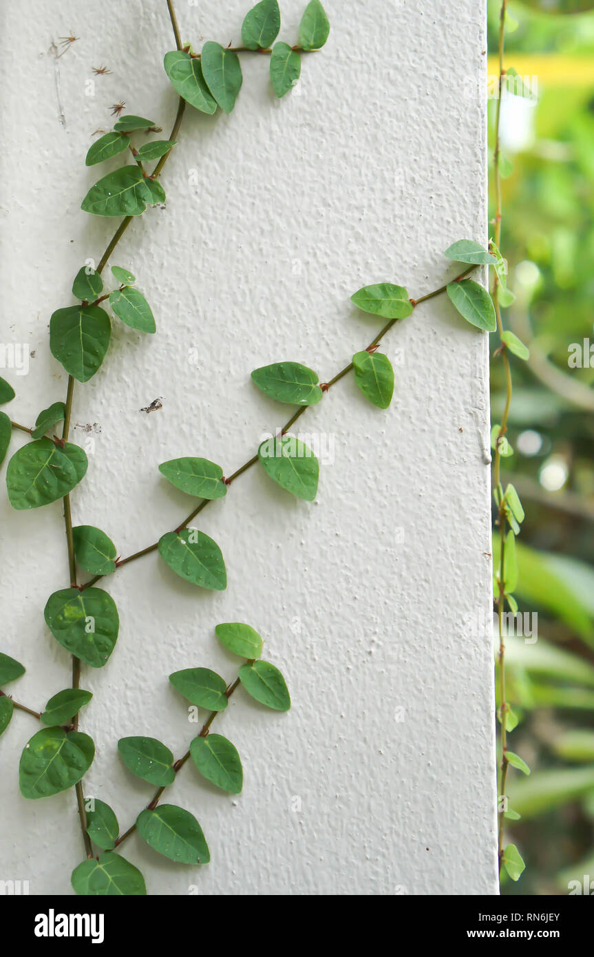 Tridax procumbens oder coatbuttons oder Mexikanischen daisy an der Wand Stockfoto