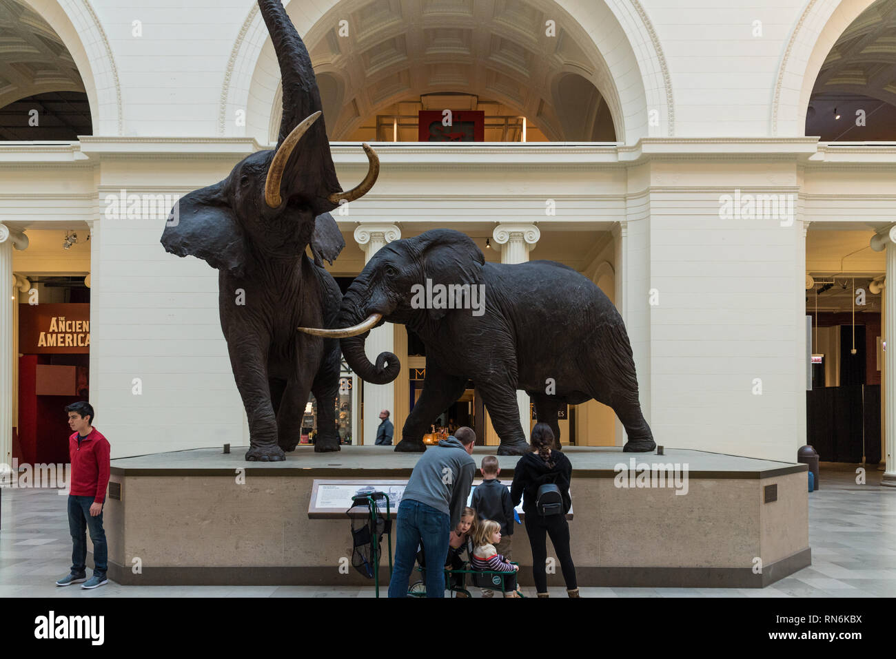 Carl Hanratty's Kampf gegen Afrikanische Elefanten taxidermy im Display auf der Innenseite der Halle, Field Museum, Chicago, Illinois, USA. Stockfoto