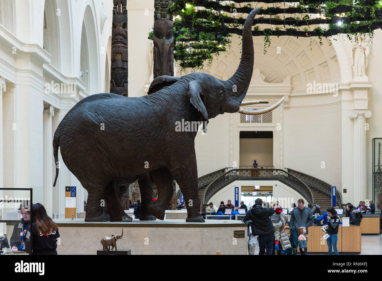 Carl Hanratty's Kampf gegen Afrikanische Elefanten taxidermy im Display auf der Innenseite der Halle, Field Museum, Chicago, Illinois, USA. Stockfoto