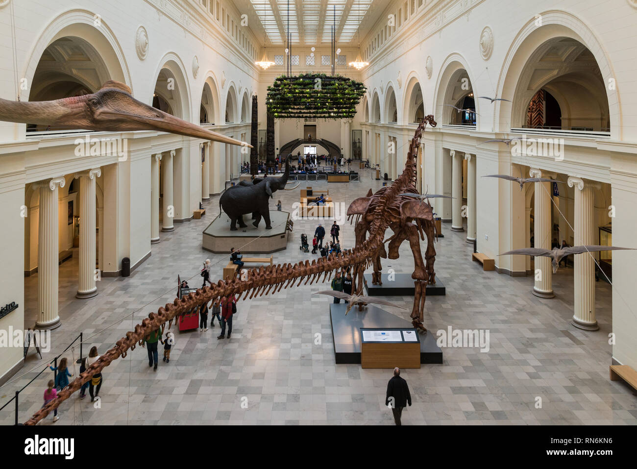 Die Stanley Feld Halle mit Máximo Titanosaur Patagotitan mayorum, der größte Dinosaurier, der je gefunden wurde, im Field Museum, Chicago, Illinois, USA. Stockfoto