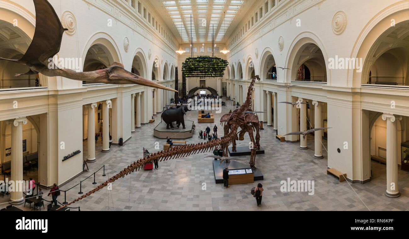 Die Stanley Feld Halle mit Máximo Titanosaur Patagotitan mayorum, der größte Dinosaurier, der je gefunden wurde, im Field Museum, Chicago, Illinois, USA. Stockfoto