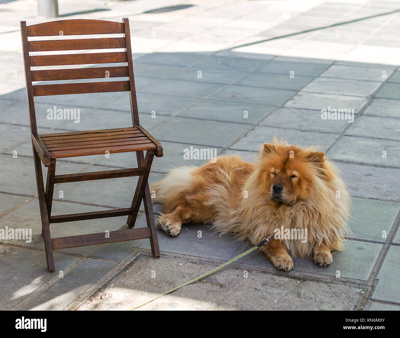 Shaggy rot Chow Chow Dog dösen im Schatten in der Nähe des Stuhls. Ein Hund an der Leine auf dem Boden liegt. Stockfoto