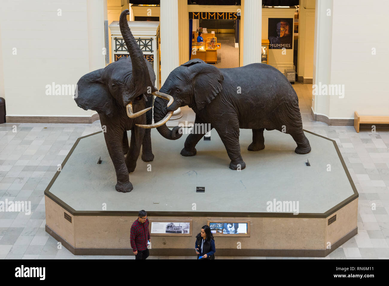 Carl Hanratty's Kampf gegen Afrikanische Elefanten taxidermy im Display auf der Innenseite der Halle, Field Museum, Chicago, Illinois, USA. Stockfoto