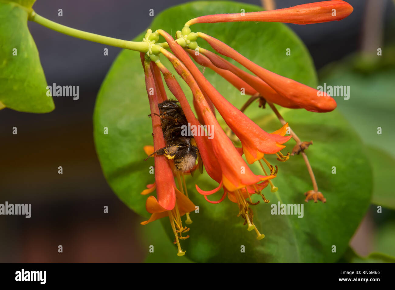 Bumblebee sammelt Nektar aus den Blüten Geißblatt Brown Stockfoto