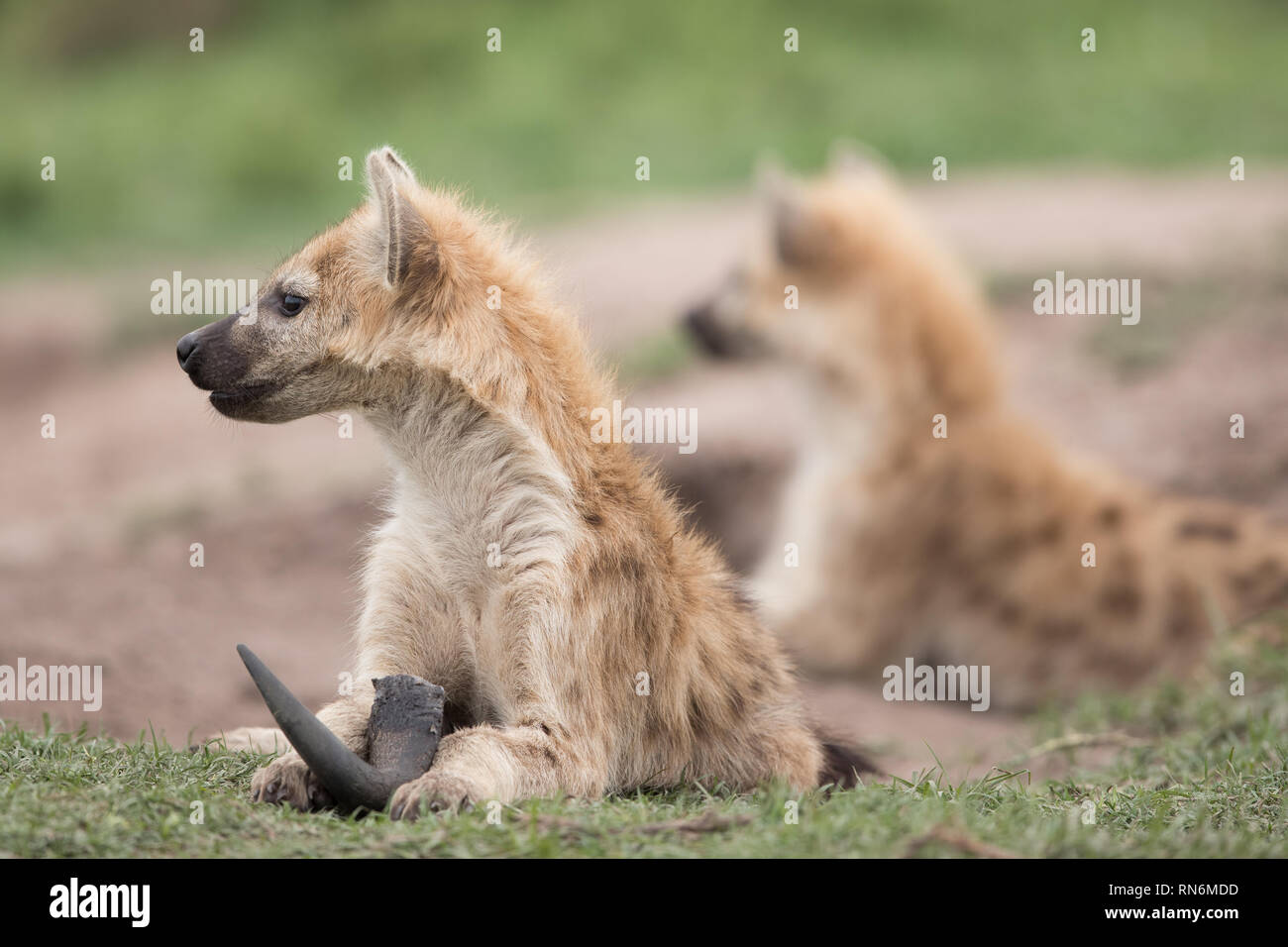 Zwei Tüpfelhyänenjunge suchen vom Kauen auf einem Horn Stockfoto
