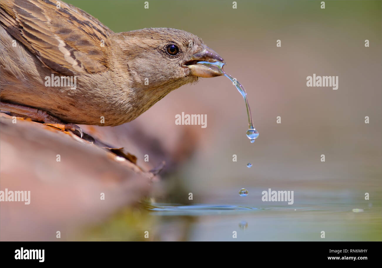 Weibliche Haussperling Trinkwasser mit großen Tropfen bei hohen Verschlusszeit Stockfoto