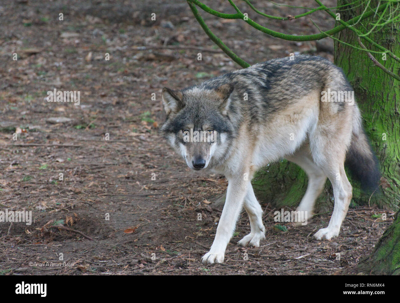 Ein einsamer Eurasischen Wolf im Wald in Großbritannien Stockfoto