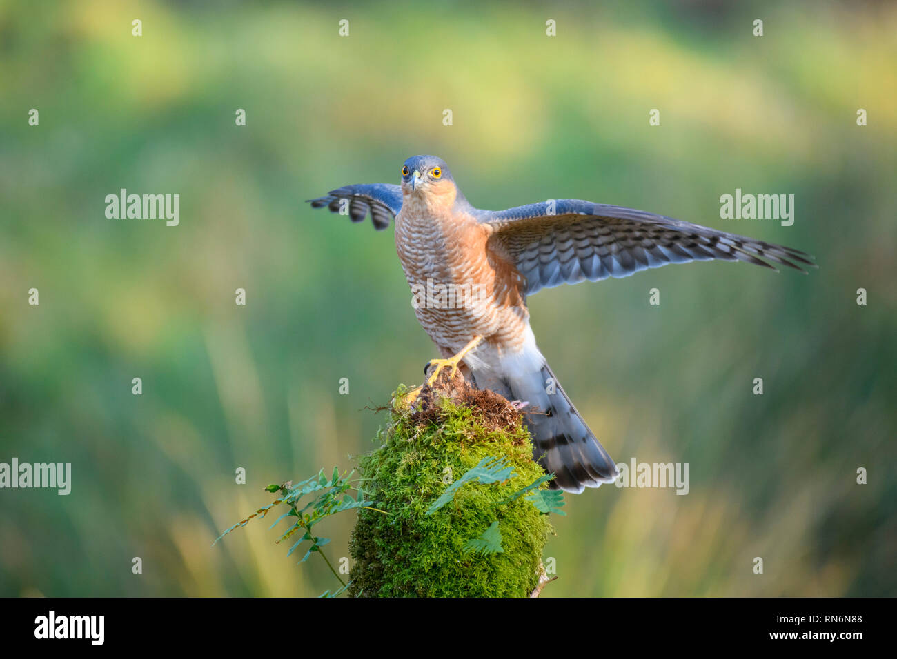 Sperber, Accipiter Nisus, Dumfries Galloway, Schottland Stockfoto