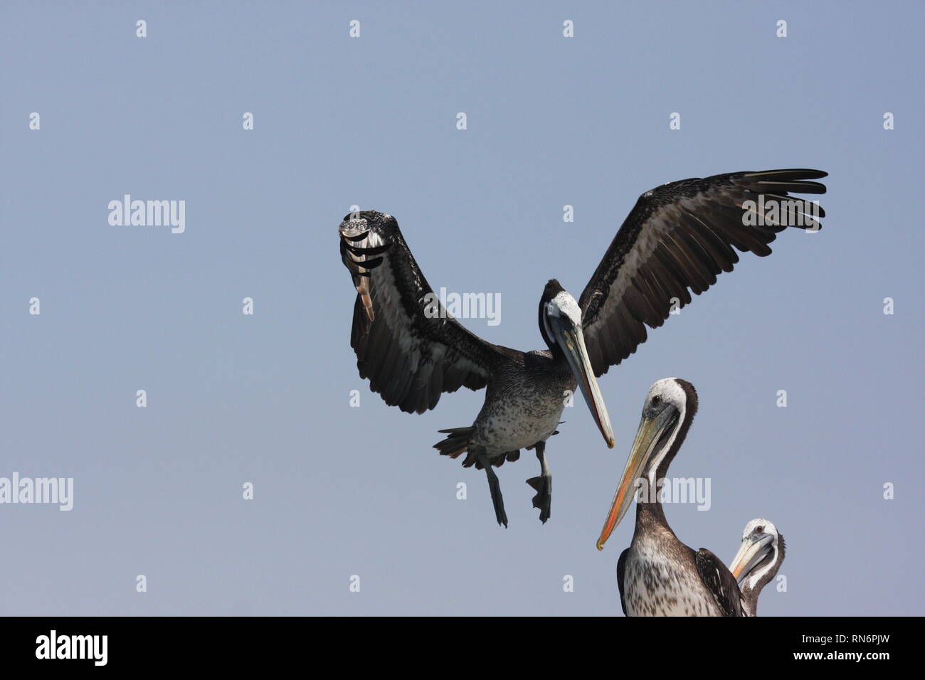 Peruanische Pelikane (Pelecanus thagus) im Naturschutzgebiet von Paracas, Peru Stockfoto