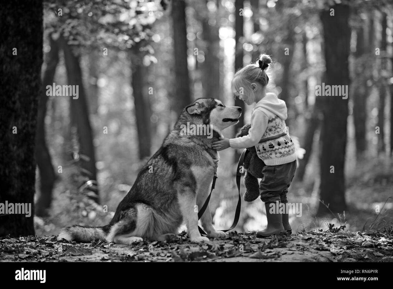 Red Riding Hood mit Wolf im Märchen Wald. Kleines Mädchen mit Hund im Herbst Wald. Kindheit, Spiel und Spaß. Kind Spiel mit Husky und Teddybär auf Stockfoto
