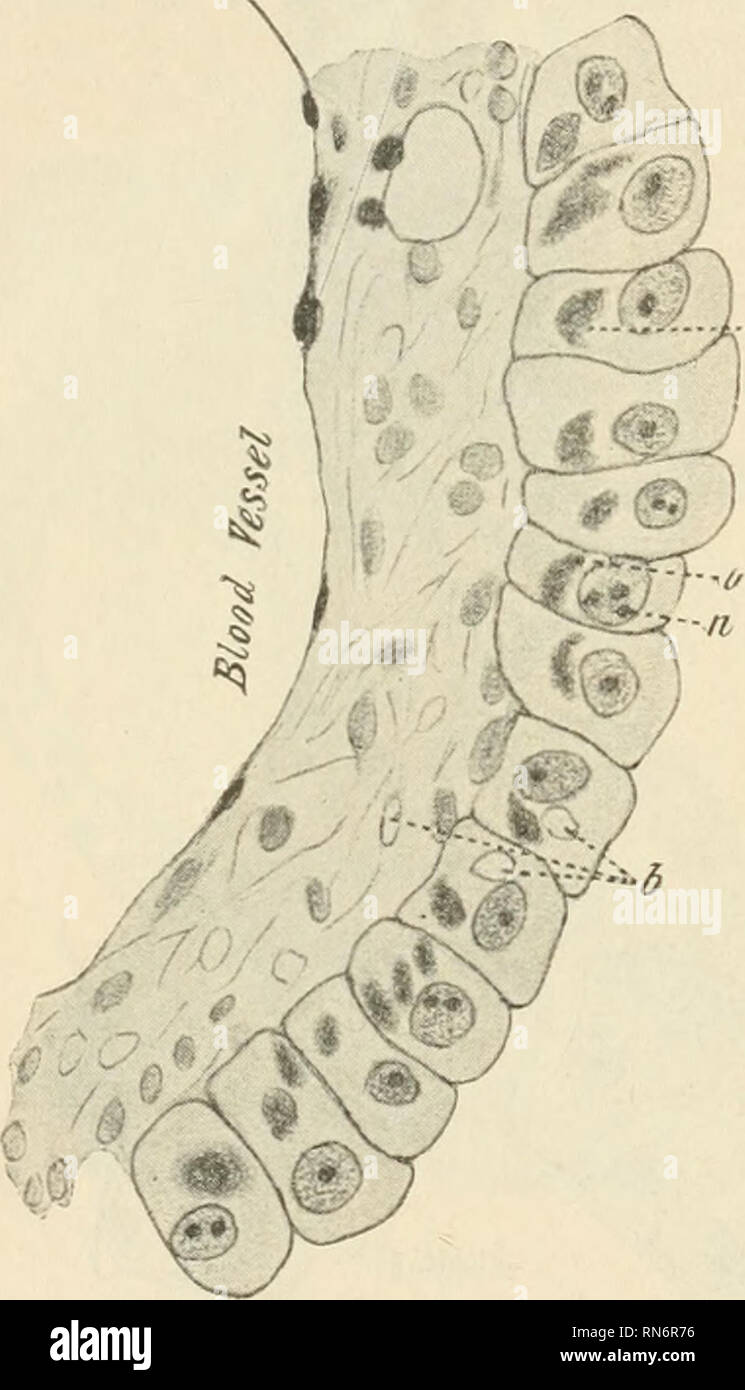 . Anatomischer Anzeiger. Anatomie, Vergleichende; Anatomie, Vergleichende. 300 stark Basophil in Färbung Reaktion. Manchmal sind diese Granulate sind dicht gepackt und die Masse ist stark eingeschränkt. Wenn weniger regelmäßig in Form der Massen längliche übernehmen und Crescent formen. Die Massen sind in der Regel mehrere und gerade unter den Zellkern (Abbn. 4, 8). Wenn sie teils crescentic umkreisen den Kern entweder von unten oder von einer Seite aus. Manchmal liegen sie sich in den Vakuolen oder Sie können vom Zytoplasma umgeben sein. Nach der Färbung mit thionin, Methylenblau oder muchaematin, diese Stockfoto