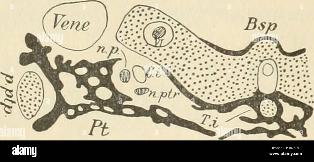 . Anatomischer Anzeiger. Anatomie, Vergleichende; Anatomie, Vergleichende. Abb. 41.. Abb. 43. Abb. 41 - 43. 3 Schnitte durch das Basisphenoid {Bsp), Lateralis {Pt), sterben Traheculae {Trb) und Taenia - intertrabe cularis {T.i) in der Hypophysengegend usf. Einer eben ausgeschlüpften Chelone imbricata. Abb. 42. Säugerembryonen, feststellen, daß Sterben perichondralen Knochenlamellen, welche die Bildung der Ersatz- oder Knorpelknochen einleiten, sich weiterhin nicht nur in der Höhle Knorpel hinein ausdehnen, sondern auch in entgegengesetzter Richtung, eine ihrer den Weichteilen zugekehrten freien Oberfläche. Top deutli Stockfoto