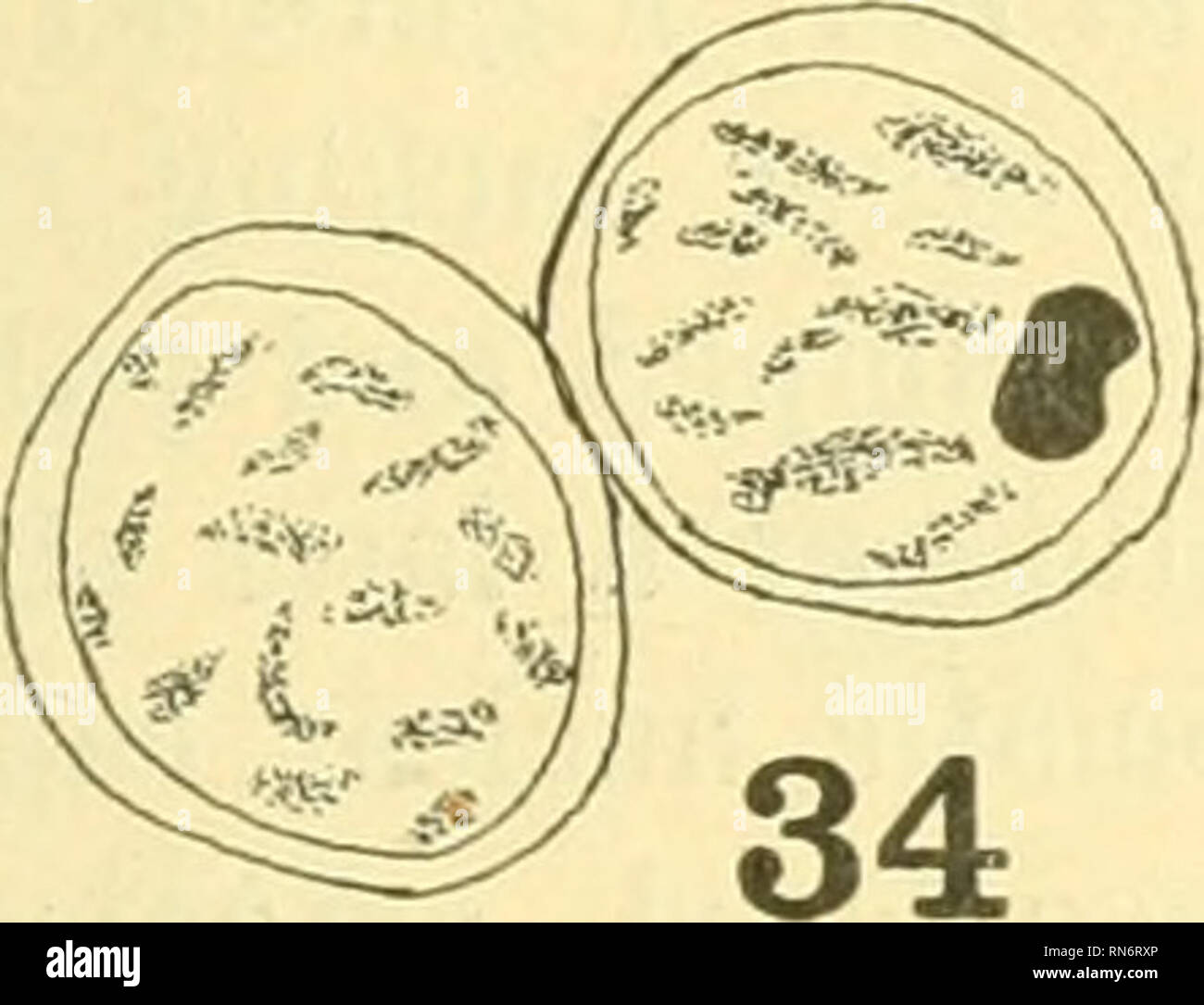 . Anatomischer Anzeiger. Anatomie, Vergleichende; Anatomie, Vergleichende. 291 Wand- und durch scharfe Kontur und intensive Färbung Kapazität (Feigen geprägt. 31-33). Sofort den sekundären Samenzelle gelangt in der prophase Der zweite Reifung Division. Die nuklearen Retikulum führt durch die fein, grob und segmentierten spireme Stadien. Ob träger, da das Zubehör Chromosom ungeteilte an einen Pol während der vorherigen Reifung Abteilung nur eine der daraus resultierenden Tochterzellen dieser Körper enthalten kann. Ein paar solcher Tochterzellen ist in Abbildung 34 dargestellt. Offensichtlich wieder, diese Zellen Stockfoto