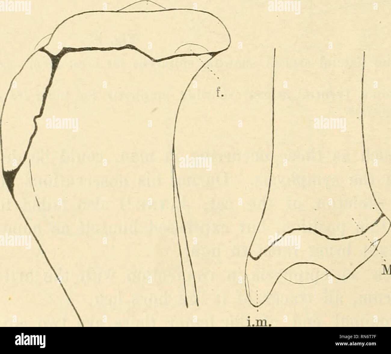 Fémur epiphyse distal Fotos und Bildmaterial in hoher Auflösung Alamy