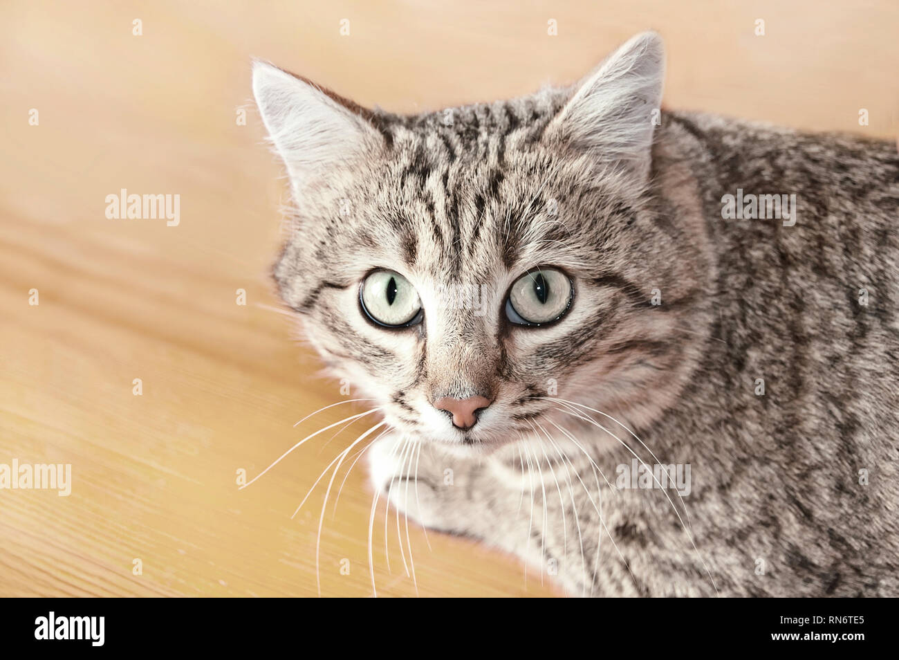 Tabby Kater mit Misstrauen und ein wenig Angst. Die Katze schaut in die Linse. Portrait von Tabby Katze auf dem Boden Hintergrund. Stockfoto