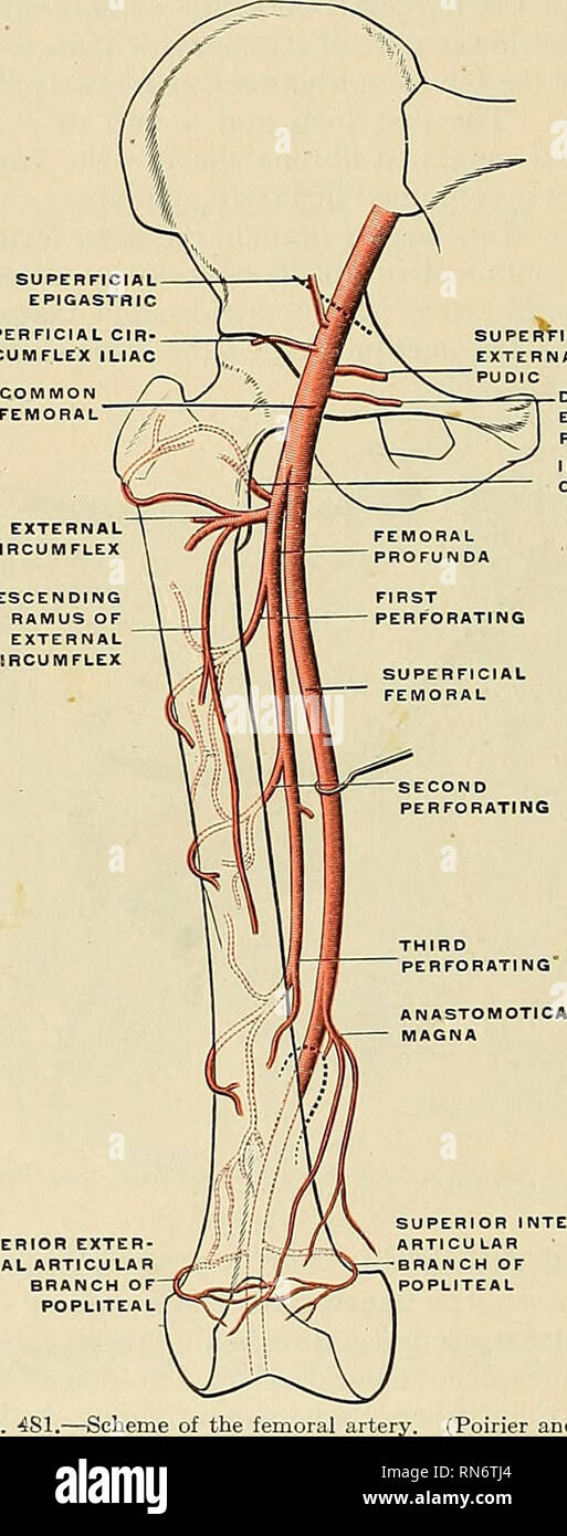 . Anatomie, beschreibende und angewendet werden. Anatomie. 684 Die GEFÄSSSYSTEME die vordere Wand der Scheide ist ein verdicktes Band der Faszie kontinuierliche oben Poupart's Ligament mit der fascia Transversalis, der tiefe Cruraldrüsen bogen genannt. Es dehnen zwei septen zwischen der Arteria femoralis und die Vene, die andere liegt nur im Inneren der Vene, und einen kleinen Raum zwischen der Ader und die innere Wand der Hülle. Die Septa sind zwischen den vorderen und hinteren Wände der Scheide gedehnt, so dass jedes Schiff, das in einem separaten Fach- eingeschlossen ist. Das Intervall zwischen der Vene Stockfoto