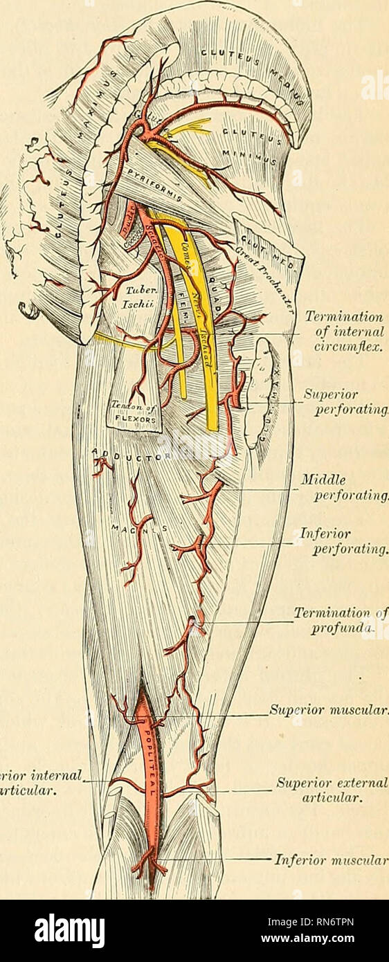 . Anatomie, beschreibende und angewendet werden. Anatomie. Der A. iliaca interna 677 Die sciatic Arterie (ein. ghitaea unterlegen) (Abb. 477), die größere der beiden Zweige der tiie anterior Stamm der A. iliaca, ist vor allem auf das Gesäß und Rücken verteilt der Oberschenkel. Es geht hinunter zum unteren Teil des großen sacrosciatic Foramen hinter der internen pudic Arterie, ruht auf dem Sakralen Plexus Pyriformis von Nerven und Muskeln, und entkommt aus dem Becken durch das foramen zwischen den Pyriformis und Coccygeus. "Es steigt dann im Intervall zwischen den tro-chanter Major und Knolle Stockfoto