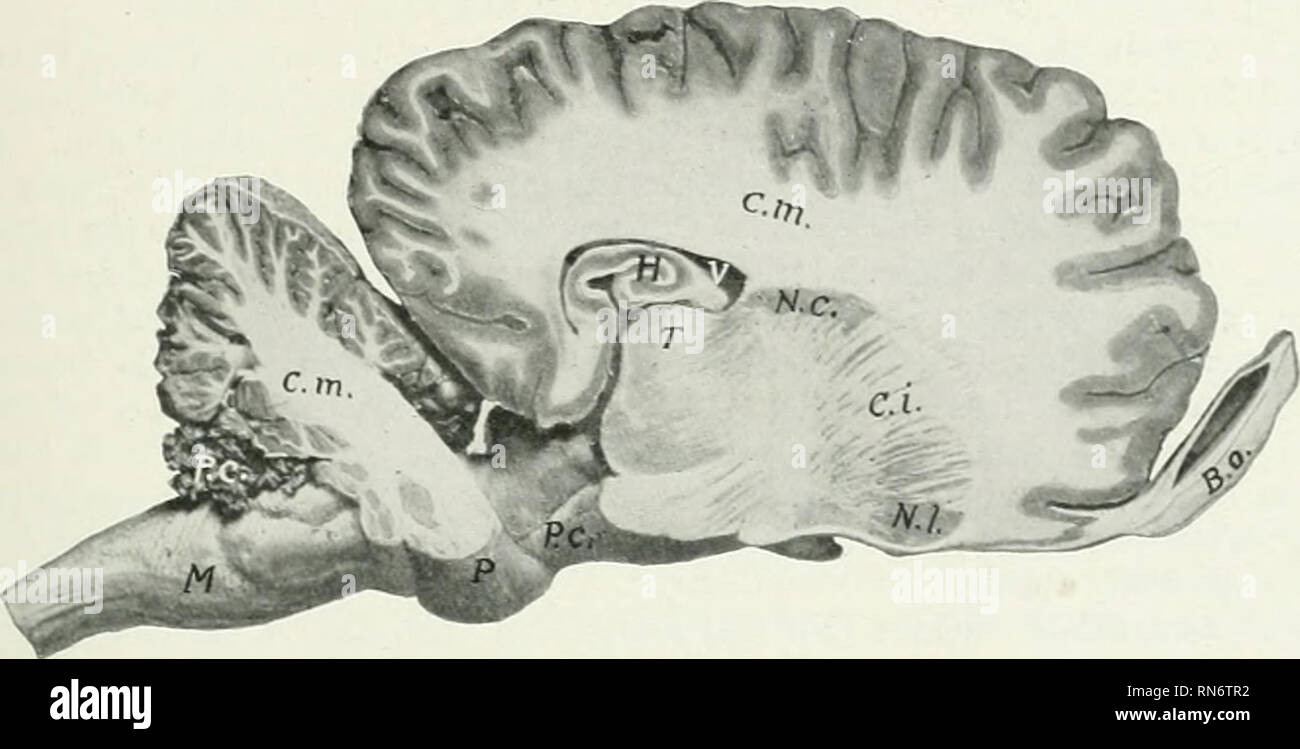 . Die Anatomie der Haustiere. Veterinär Anatomie. Der zerebralen Hemisphären 791 der hinteren Winkel des Körpers. Die einzelnen Kurven nach außen und rückwärts über die thahinius (von denen es getrennt Bj 'tela Chorioidea), und ist vor allem als fimbria entlang der konkaven Grenze des Hippocampus fort. Der crura geben aus Fasern der Alveus zu bilden, eine Schicht aus weißer Substanz, die die ventrikuläre Gesicht Der hippocampi, und zwischen ihnen sind quer Fasern bilden die Hippokampale commissure (Commissura hippocampi). Das Septum pellucidum ist der Median Trennwand zwischen dem Stockfoto